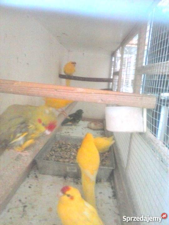 papugi faliste nimfy i kozy Zamość