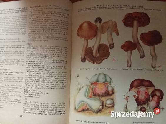 Lekarski poradnik domowy medycyna interna Łódź