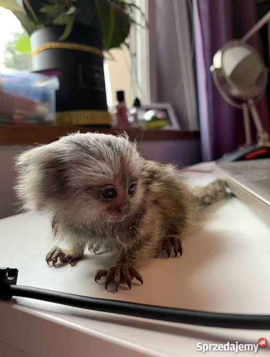 Sprzedam Małpka Marmozeta Białoucha Callithrix Nadarzyn