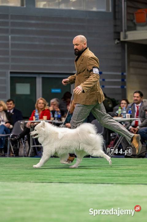 Samoyed rezerwacja szczeniąt ZKwP FCI Zmiana Pozostałe Cieszków