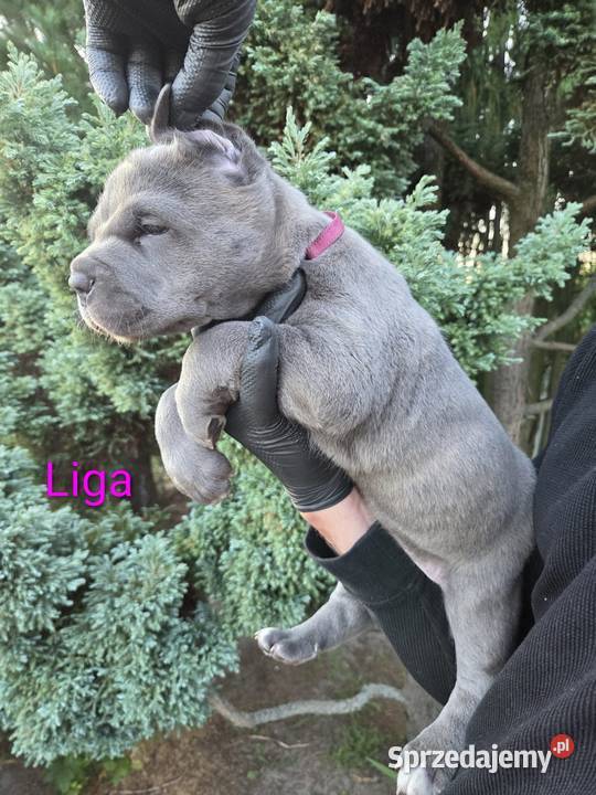 American Bandog Cane Tuczna
