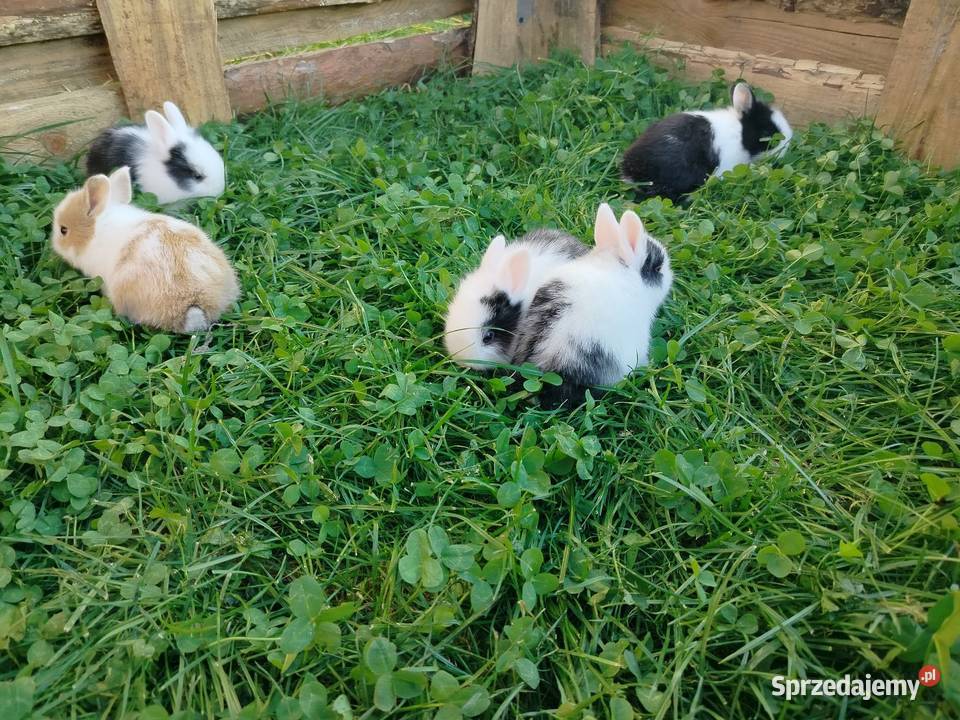 Króliki miniaturki karzełki i Teddy kujawsko-pomorskie Toruń