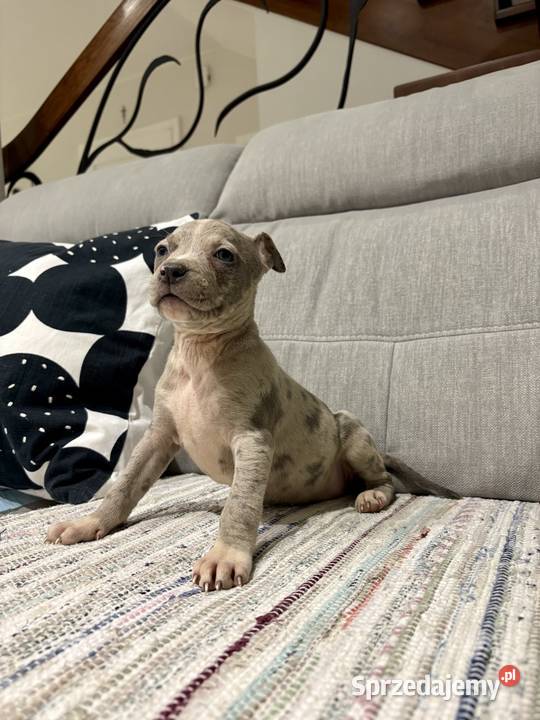 Amstaff Merle wielkopolskie Grodzisk Wielkopolski