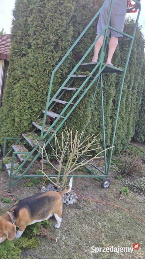 Drabina pomost pielęgnacja ogrodu Białystok