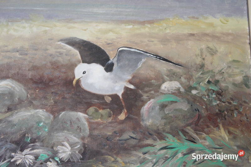 Obraz Mewa GAdon 297 FiaF