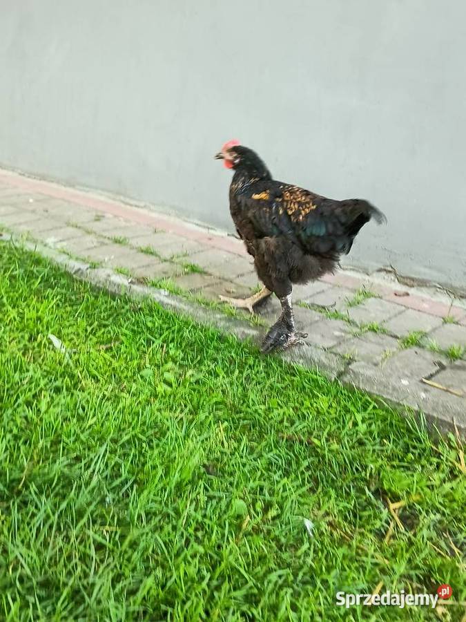 Sprzedam młode koguty sprzedam