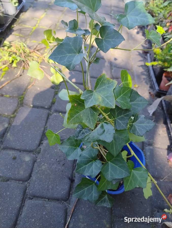 Anabell bluszcz hedera miskant memory Nisko