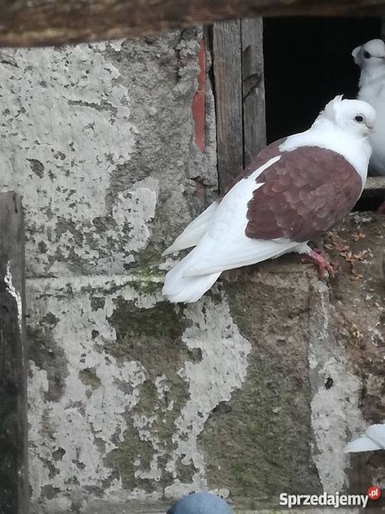 Sprzedam golebie mewki Kalisz sprzedam