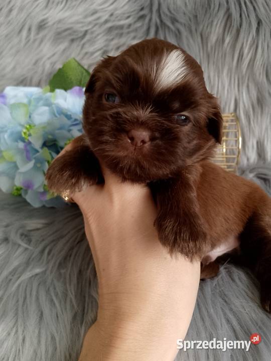 Piękny czekoladowy piesek rasy ShihTzu Kępno