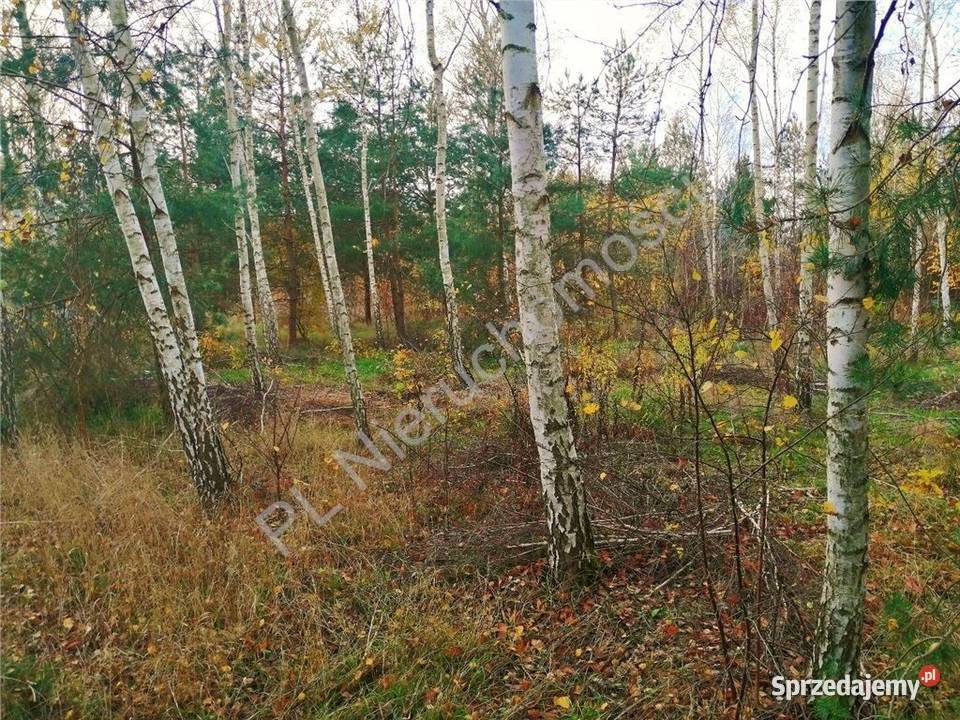 działki rekreacyjnobudowlane w Nowych Załubicach 0zł/m2 Nowe Załubice