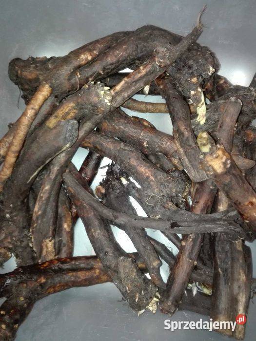 Mocna Maść z Żywokostu 80 ReumatyzmRwa kulszowa Turek sprzedam