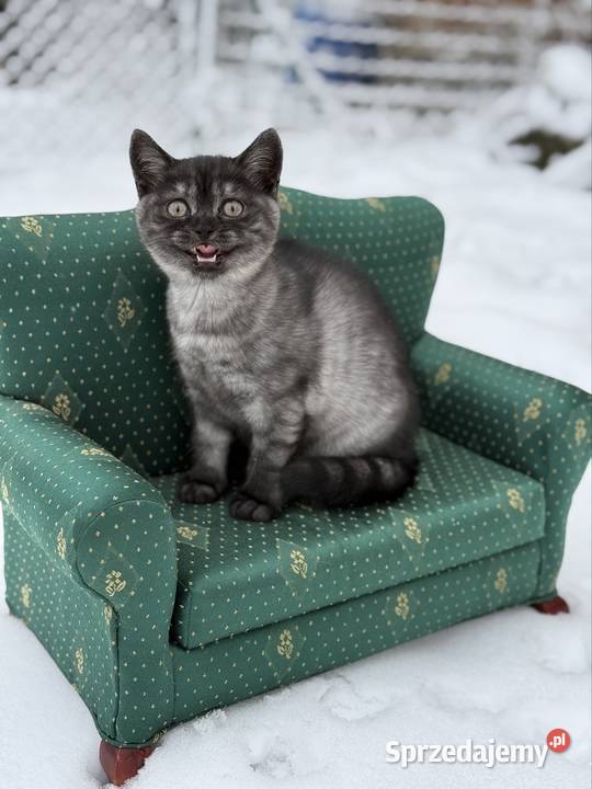 Brytyjskie koty czarnoniebieskie dolnośląskie Grochowa