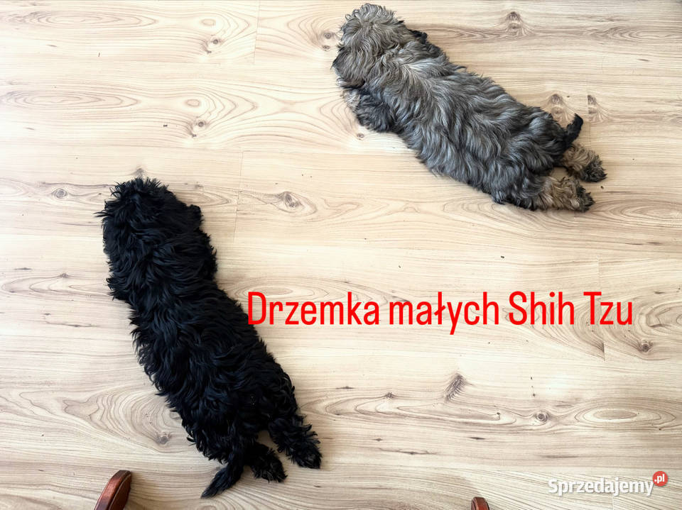 Shih Tzu Ares z rodowodem z hodowli Żywe Srebro Bolszewo