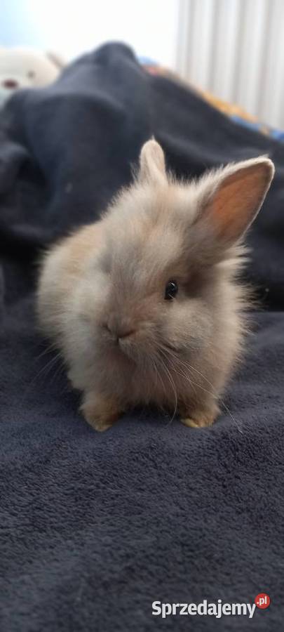 Sprzedam króliki miniaturki