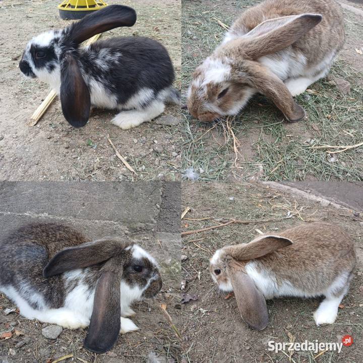 barany francuskie Szczeblotowo