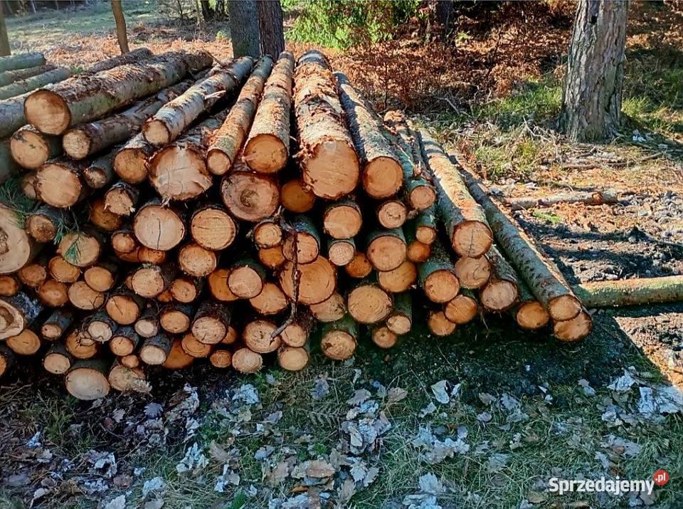 Drewno opałowe Sosna grubaOlszynabrzozatransport