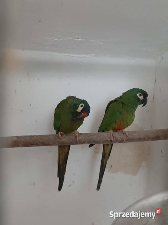 Ary marakany para 2223r małopolskie Skała sprzedam