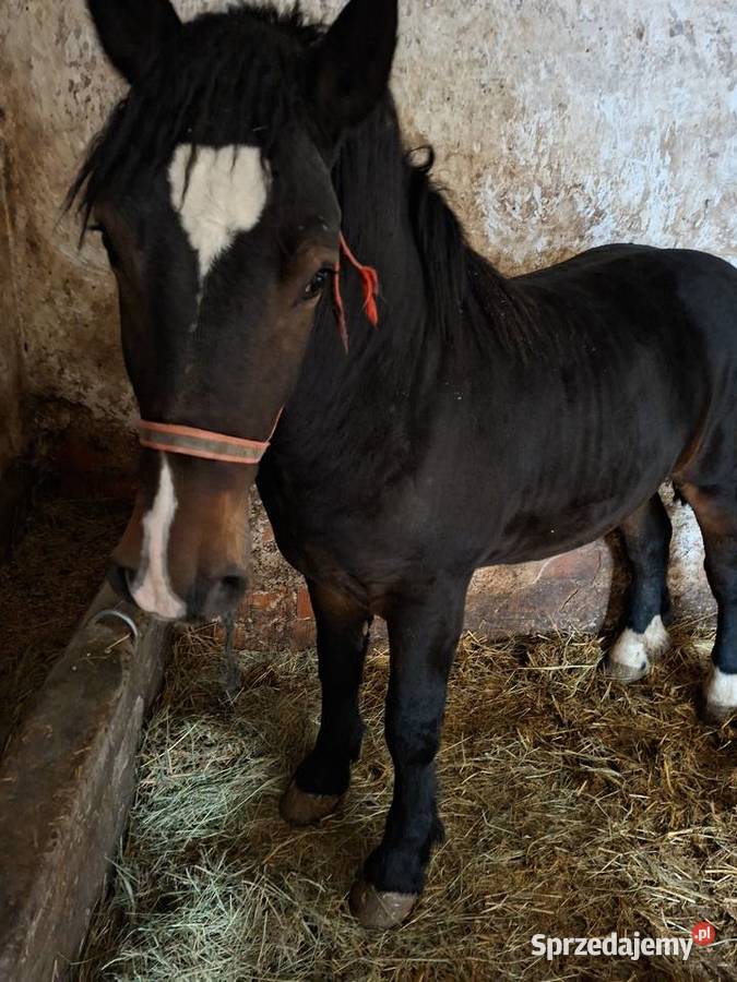 Sprzedam konia Huta Stara sprzedam