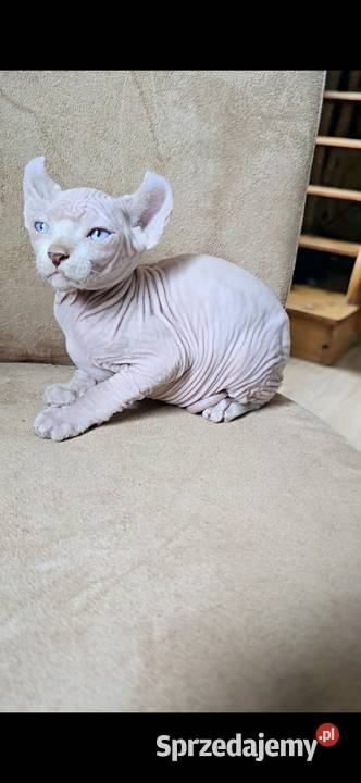 Gotowy do odbioru BIAŁY SFINKS SPH SPHYNX domowa dolnośląskie