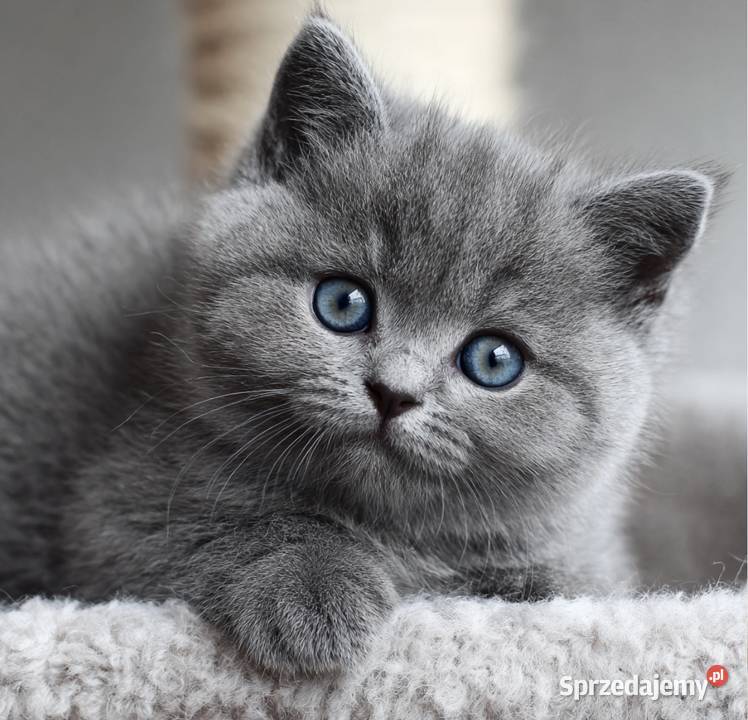 Kotki brytyjskie mazowieckie Kozienice
