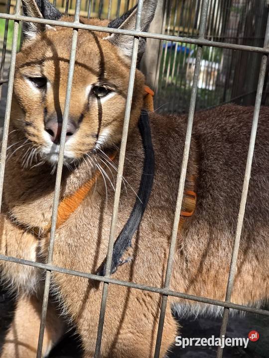 Karakal stepowy łąc Caracal caracal piękna