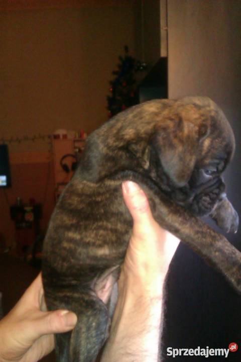 szczeniaki bokser Psy wielkopolskie Ostrów Wielkopolski