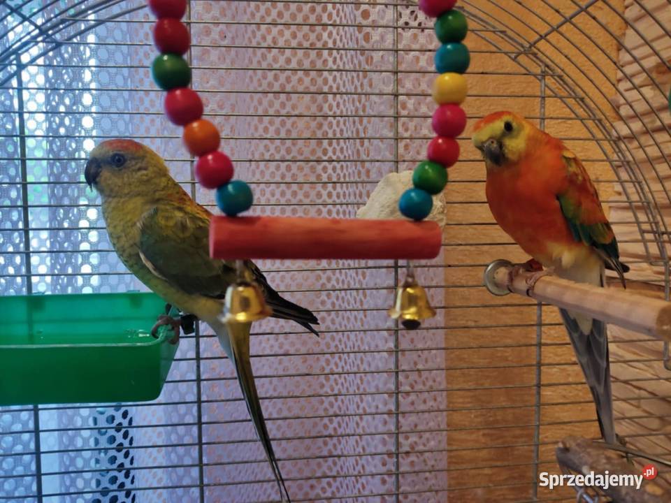 papugi świergotki papuga świergotka na sprzedaż Zagórów