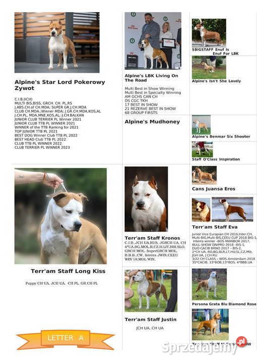 Amstaff szczeniaki Gdańsk