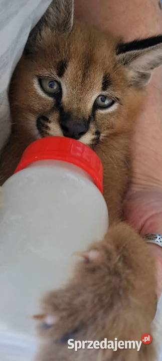 Karakale stepowe Caracal caracal młode piękne i Katowice sprzedam