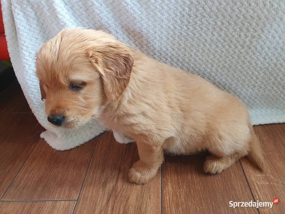 Golden Retriever szczeniak złoty piesekgotowy do małopolskie Brzesko