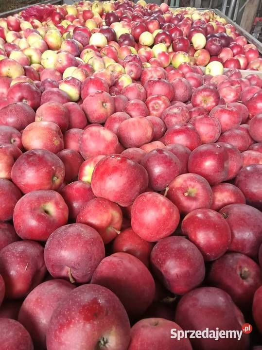 JABŁKA tani 150 Różne odmiany