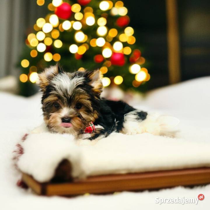 York Biewer możliwy legalny wyjazd z Kraju Wrocław