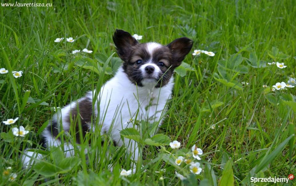 śliczny PAPILLON Spaniel Miniaturowy szczeniak Psy Psy Pionki