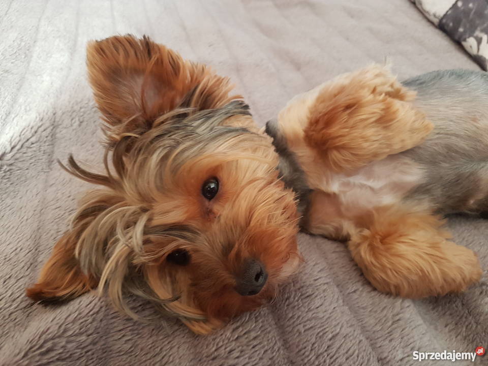 Okazja Yorkshire terrier Baniocha