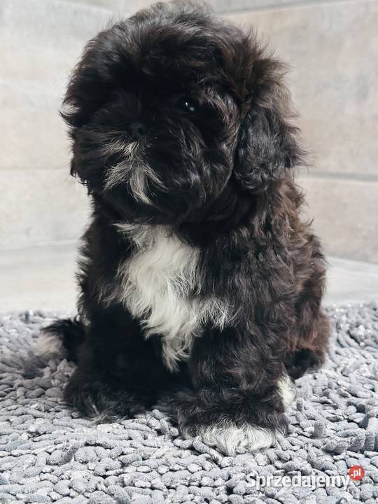 Shih Tzu czarna suczka Mamba Shih Tzu Kościelec