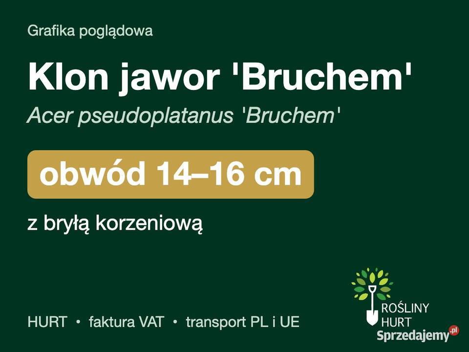Klon jawor Bruchem obwód 1416 z bryłą HURT