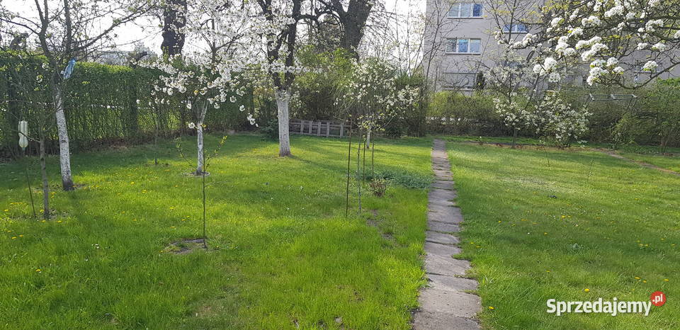 Odstępne działkę ROD Pilczyce Hutnicza
