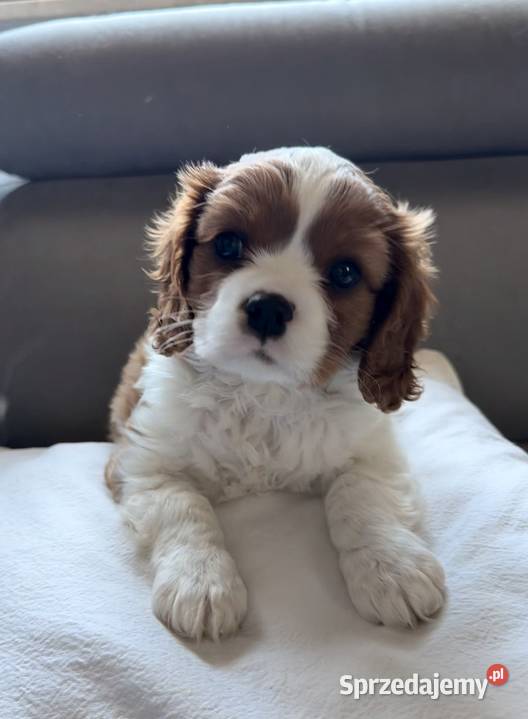 Cavalier King Charles Spaniel Kroczyce