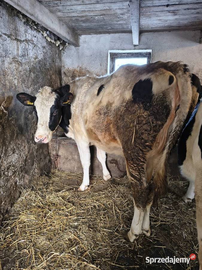 Sprzedam jałówki cielne Staniszewo