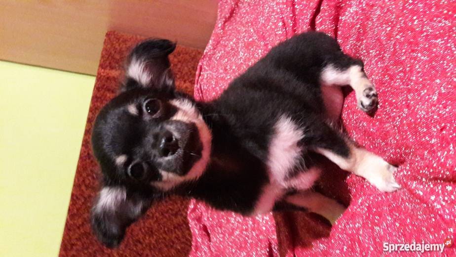 Chihuahua krótko i długowłosa śląskie Krusin