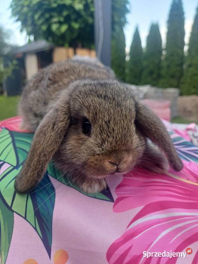 Kroliczki baranki mini lop