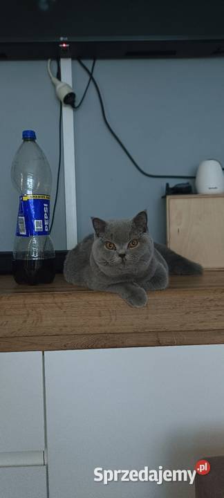 Kotka brytyjska Głogów