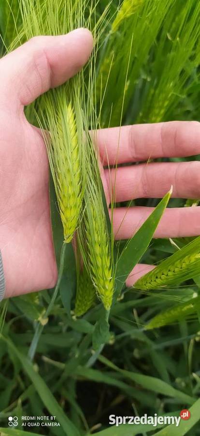 Jęczmień ozimy Jakubus Malinowszczyzna