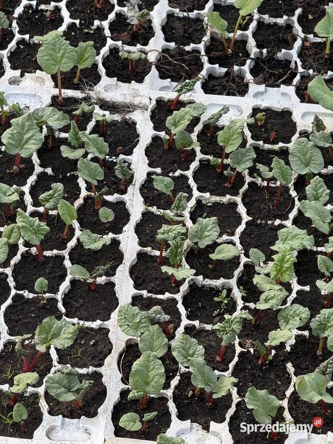 Oczka rabarbaru malinowego Potworów