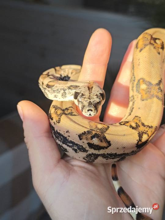 Wąż Boa Imperator 2025 Zwierzęta Dębe Wielkie