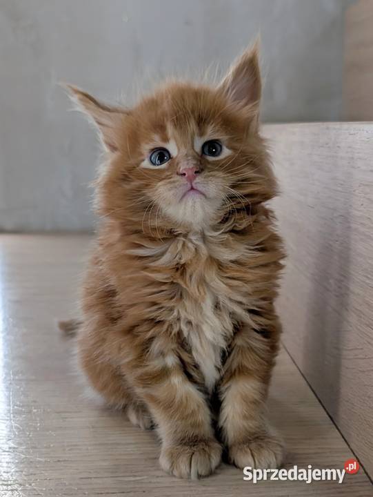 Maine Coon kocur do hodowli Championach Radom sprzedam