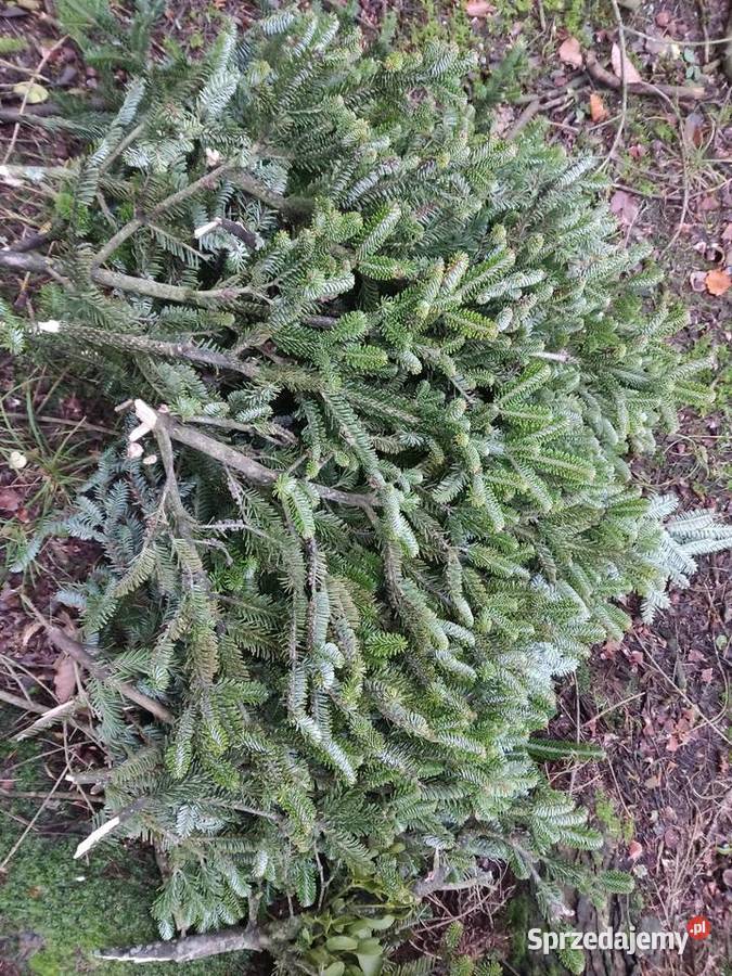 Gałazki jodłowe stroisz jodla świętokrzyskie