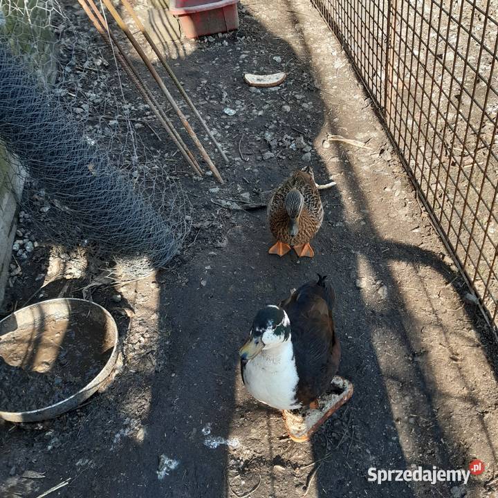 Sprzedam księżniczki walii zielone łąkówki Krzyżanowice sprzedam