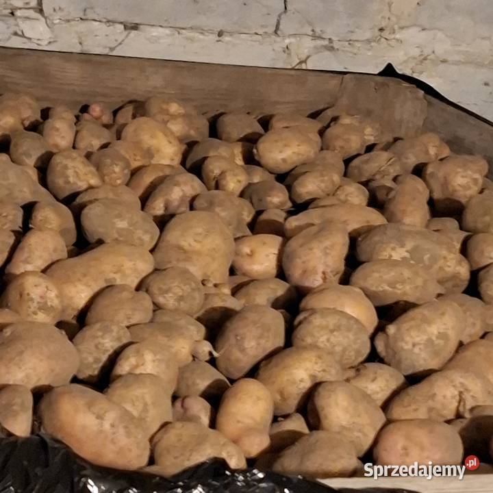 Ziemniaki Krosna-Wieś