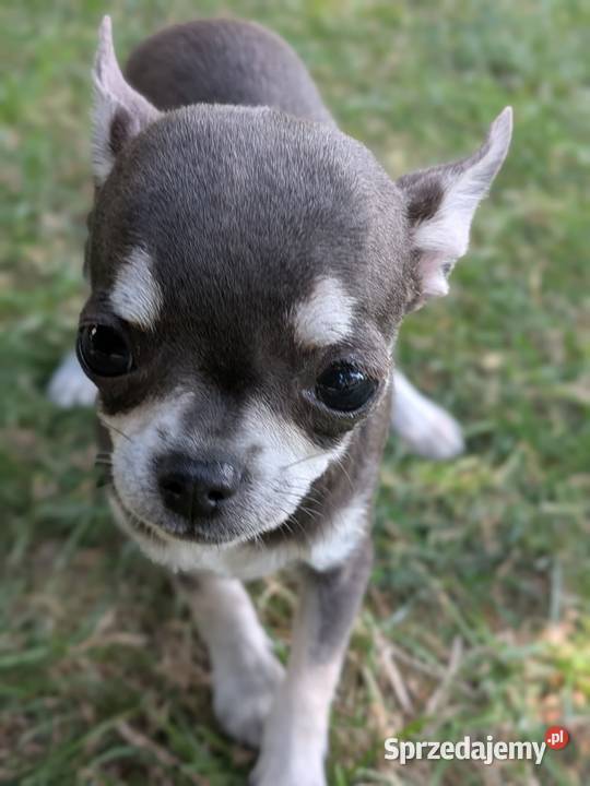 Chihuahua suczka xxs sprzedam